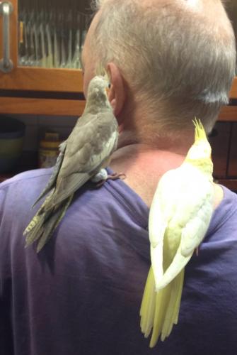 calopsita com pernas amarradas.jpg