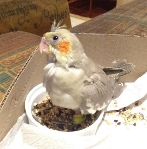 calopsita com pernas ammaradas2.jpg