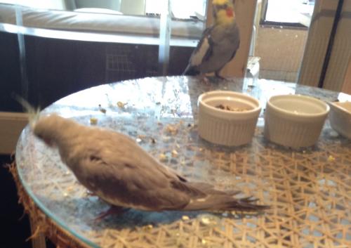 calopsita com pernas amarradas normal.jpg