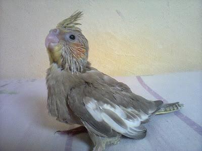 filhote com 24 dias ; DIÁRIO ; calopsita (01) - Psita Online - www.psitaonline.blogspot.com.jpg