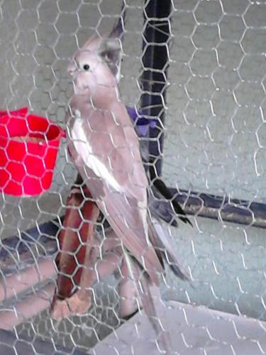 56844290ab46a_DSC_02691.thumb.jpg.abd77d