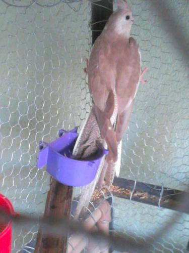 5684429b7eaa0_DSC_02711.thumb.jpg.a21984