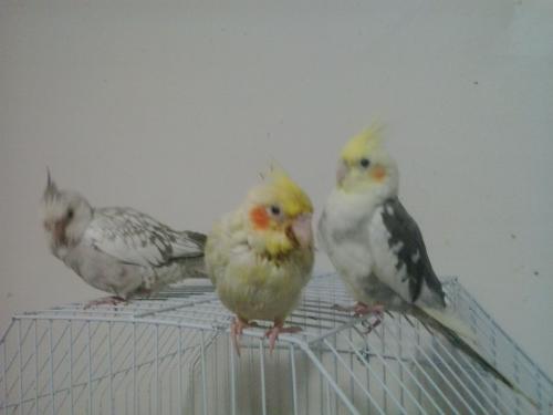 IMG-20150331-WA0067.thumb.jpeg.65a019089