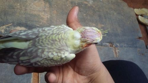 IMG-20151205-WA0003.thumb.jpg.83fca37ee3