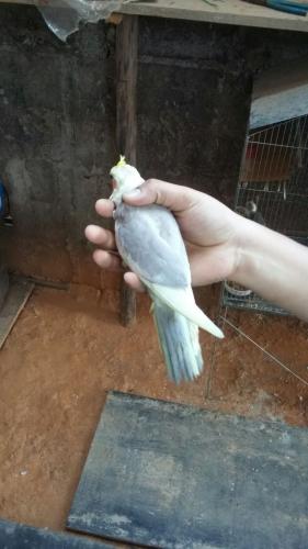 IMG-20151206-WA0017.thumb.jpg.9ef6b18826