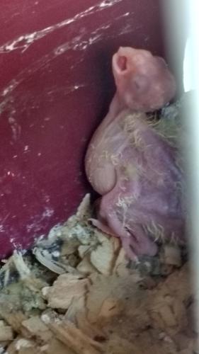 IMG_20151224_141509230_HDR.thumb.jpg.353