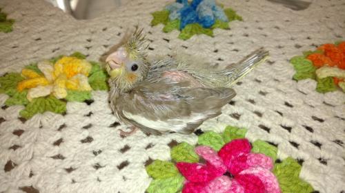 IMG_20151230_171102871.thumb.jpg.7bcfaa8