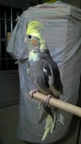 WP_20151006_21_09_08_Pro.thumb.jpg.afbf0