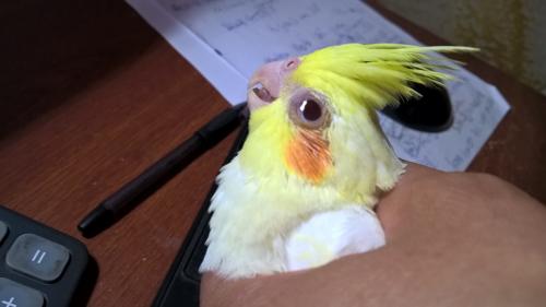 WP_20151211_11_49_34_Pro.thumb.jpg.c9f15