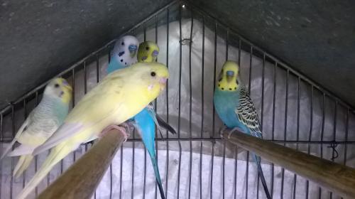 WP_20151216_030.thumb.jpg.6be4e617233120