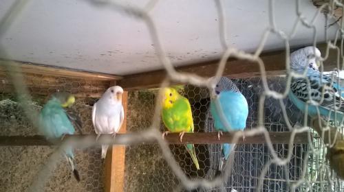 WP_20151216_032.thumb.jpg.6054496d98b152