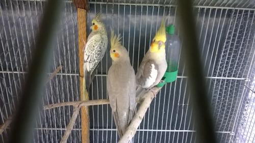 WP_20151216_037.thumb.jpg.e99baceeca9a68