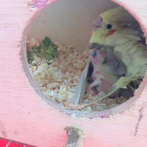 image.thumb.jpeg.a1a360cd9bcee9579af1216