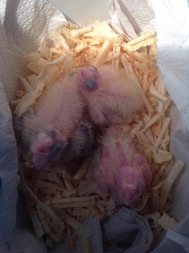 image.thumb.jpg.05221f07167dadc409c77b07