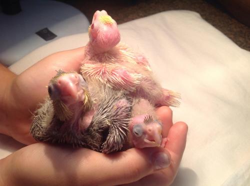 image.thumb.jpg.59c75906bbf1d7dda6ce6db0