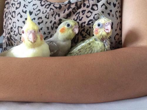 image.thumb.jpg.b4abb7782c16ebf7cd248eaa