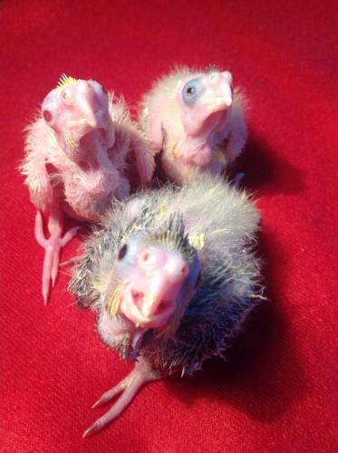 image.thumb.jpg.bfdaa1a382f86c9e6bfb38fb