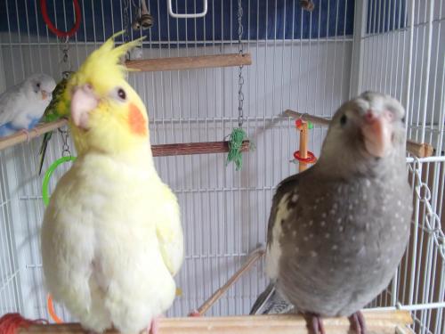 20151211_171240.thumb.jpg.0696d67b047ec2