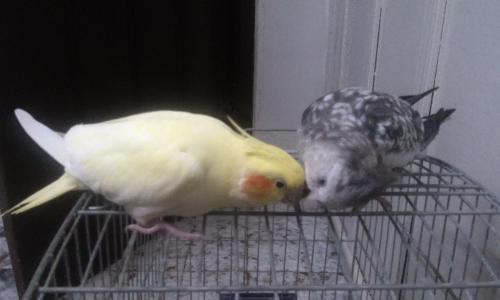 20160112_224901.thumb.jpg.45575aedb1a64b