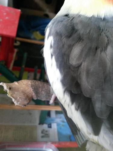 20160121_134139.thumb.jpg.459ad275c86e49