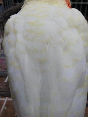 20160129_142134.thumb.jpg.7b8022433bdc0f