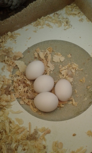 20160131_101938.thumb.jpg.ca339197b57619