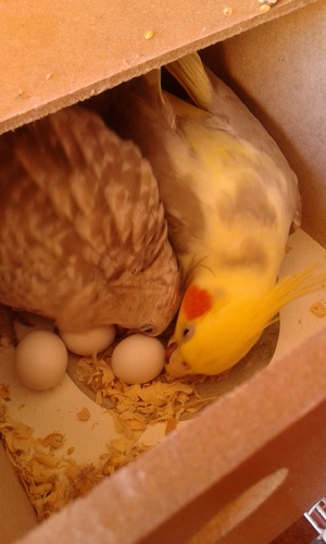 20160131_102052.thumb.jpg.28601e945d7394