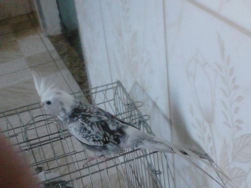 568aa449b6bf8_DSC_00051(1).thumb.JPG.d7c