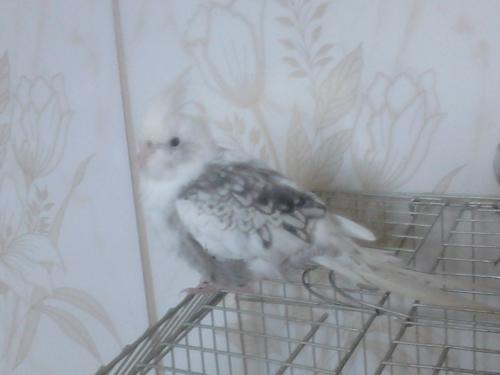 568aa45641829_DSC_00051(2).thumb.JPG.d6d