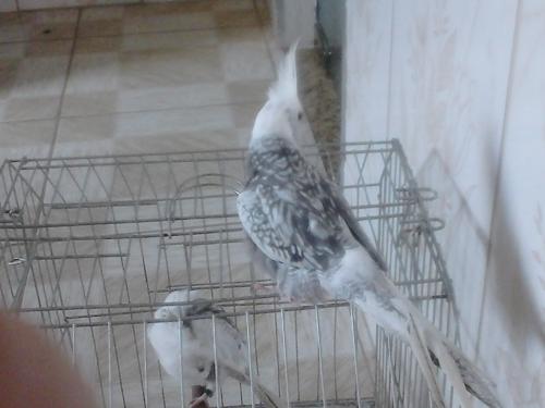 568aa4c66ea45_DSC_00051(7).thumb.JPG.3b1