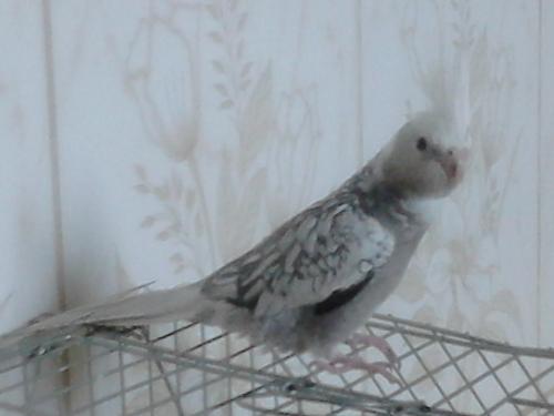 568aa53bcd5b0_DSC_00051(4).thumb.JPG.ea6