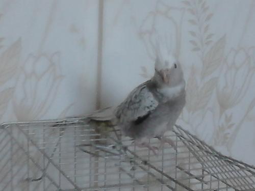 568aa5439e386_DSC_00051(5).thumb.JPG.a8b