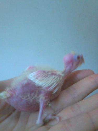 568ab9e02a18a_DSC_02801.thumb.jpg.837a6e