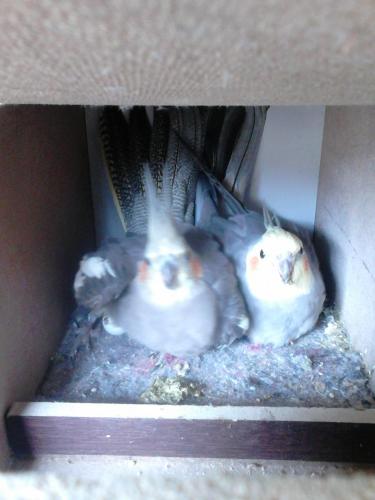 568ab9f070c4c_DSC_02811.thumb.jpg.6de826