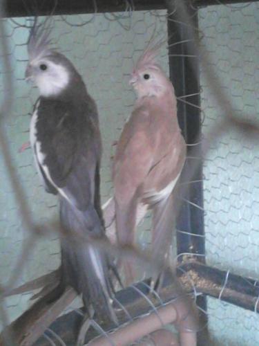 568c79ddd032f_DSC_02991.thumb.jpg.c09689