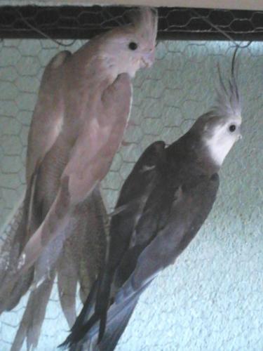 568c79ec6c241_DSC_03011.thumb.jpg.2d455e