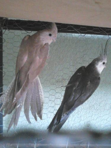 568c79f9ab622_DSC_03021.thumb.jpg.62522d