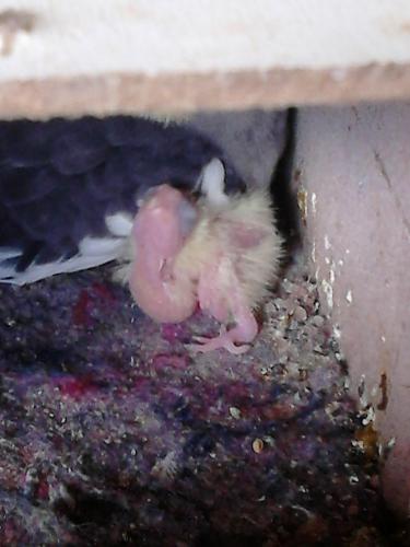 568d7d2beba06_DSC_03161.thumb.jpg.3fc73c