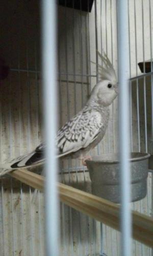 56a74a6e20033_maecasalcarabranca.thumb.j