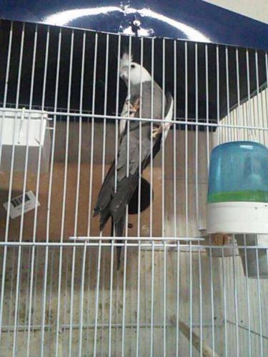 56a74a6eaec65_paicasalcarabranca.thumb.j