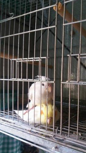 56a74a6f48a6f_paiscasalalbino.thumb.jpg.