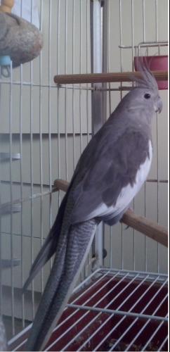 CAM00026.thumb.jpg.57d797016070ac14ce1fa