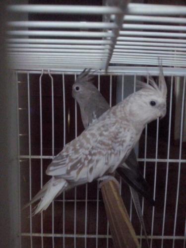 CAM00030.thumb.jpg.41a7732aa354aad96c498