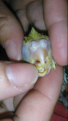 DSC_1692.thumb.JPG.285cfa50b1e18c4defb37