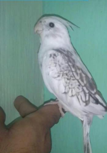 IMG-20151229-WA0001.thumb.jpg.87e3b78d3e