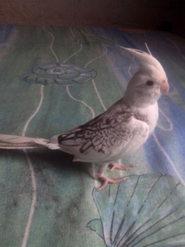 IMG-20151229-WA0002.thumb.jpg.a074d3ed4e