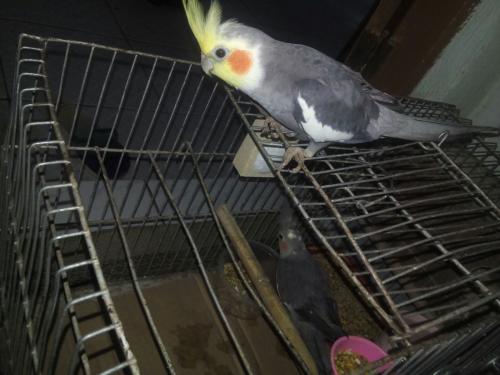 IMG-20160112-WA0021.thumb.jpg.839e3c33db