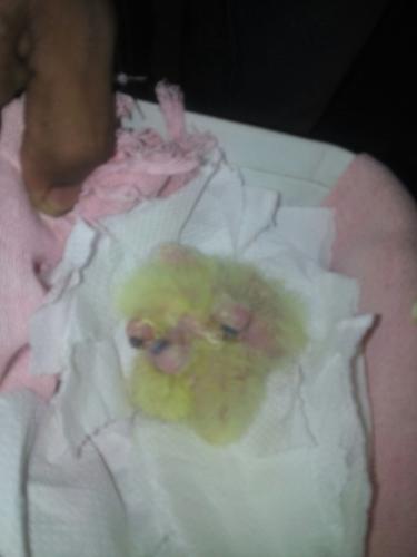 IMG-20160112-WA0023.thumb.jpg.2ff0761ae2