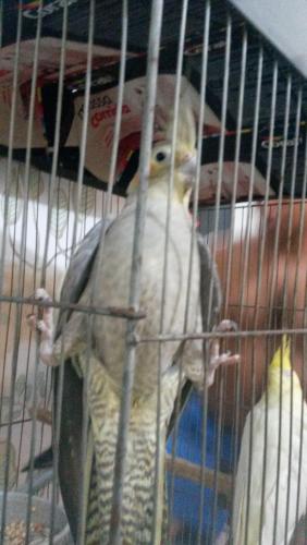 IMG-20160120-WA0030.thumb.jpeg.ed7f9acfb