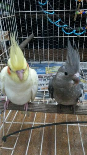 IMG-20160129-WA0029.thumb.jpeg.1a9f49e68